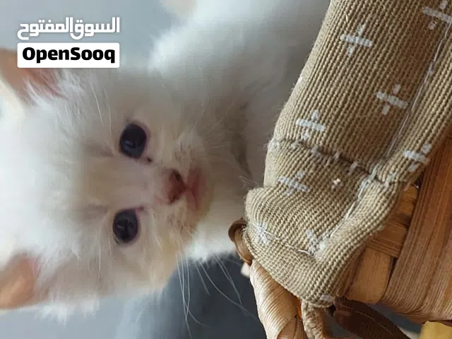 قطة هملايا  العمر: شهرين ناعمة وهادية وشكلها كيوت جدًا  مناسبة للي بدور على قطيفة مدللة تضيف جو