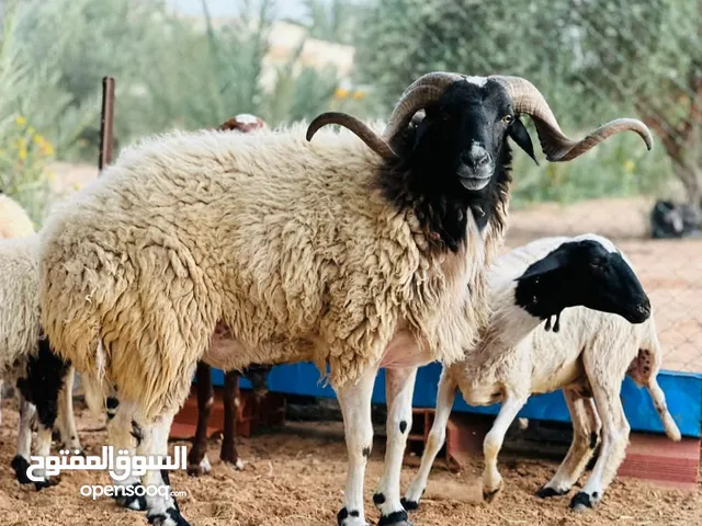 زوز خرفان ربي يبارك