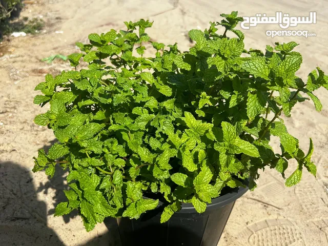 Mint plant