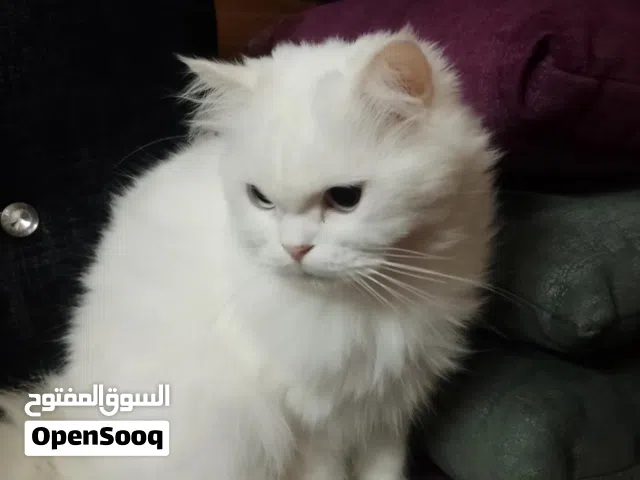 قط للتبني معقم ذكر