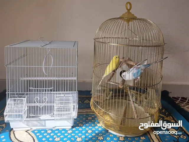 عصافير عاشق ومعشوق مع القفص عدد 2