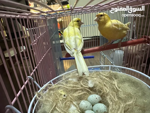 Yellow canary pair with 4 eggs and cage