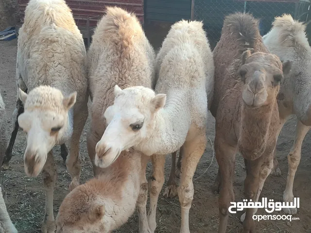 4 قعدان وبكرتين للبيع