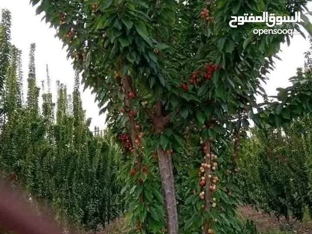 شجر اللوزيات