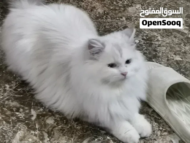 persion cat
