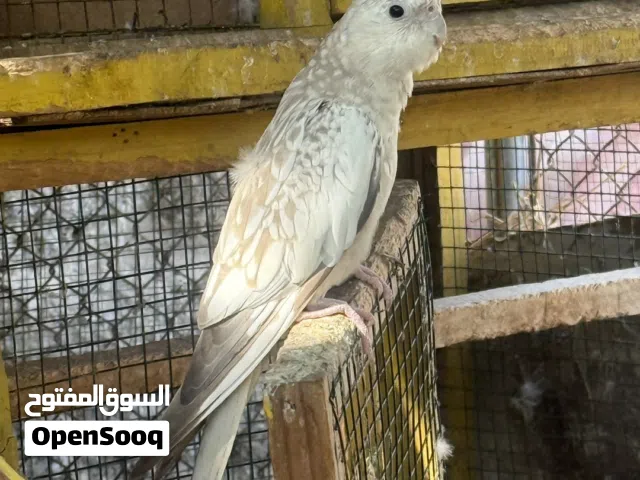 انثى كوكتيل وايت فيس للبيع فقط