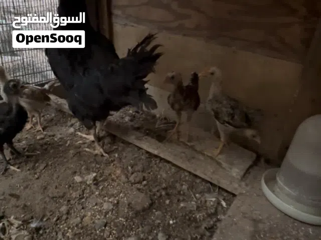 السلام عليكم دجاجة جواها 4 كويتي خط اول واحد عربي اسود. يعني عددهن 5 عمرهن اكثر من شهر سعرهن 65