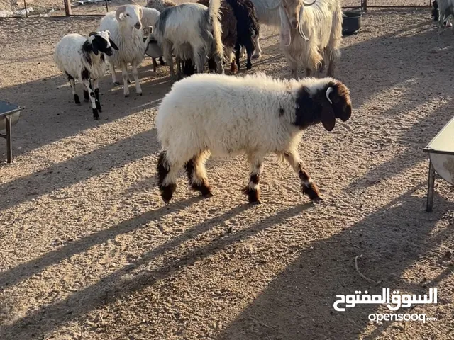 للبيع طلي تحت امه