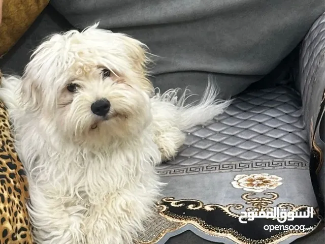 كلب ذكر نوع لولو فوكس عمره 8 اشهر