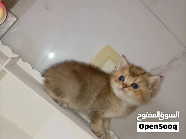 كتن سكوتش ستريت NY25 ذكر لعوب  جدا متعود على اللتر بوكس والدراي فود