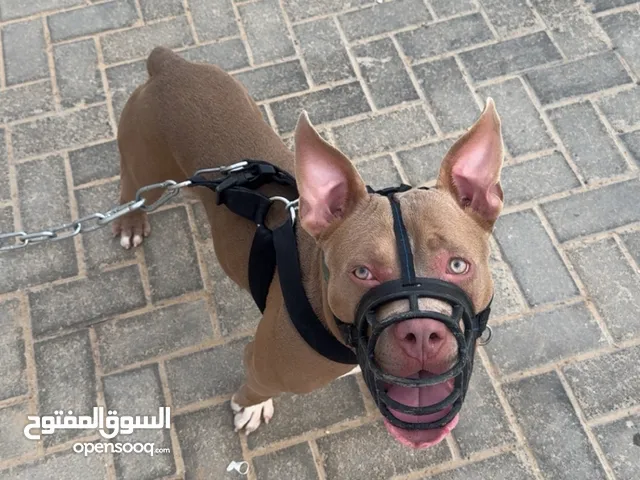 American bully pitbull pure 5 months with passport