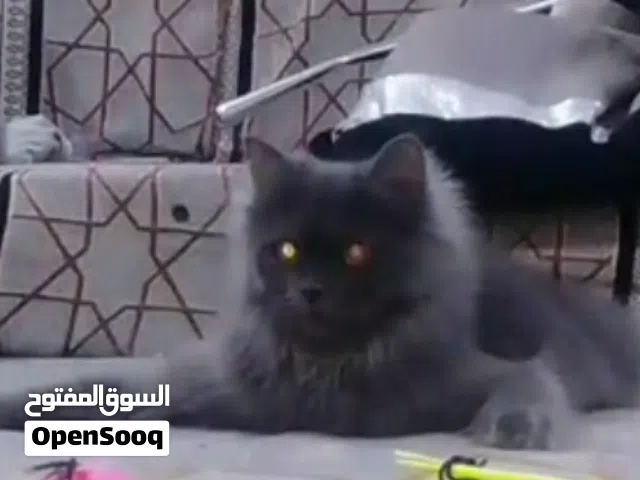 قطة شيرازية (Persian)