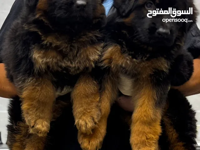 Male and female top quality with all papers نثيه و ذكر مستوى عالي مع كل أوراقهم
