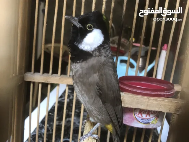بلبل وحشي طايح يغرد يطك جنح ويزاوف