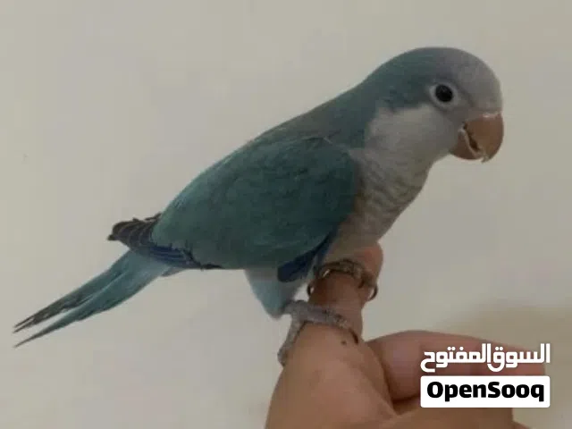 كويكر أليف
