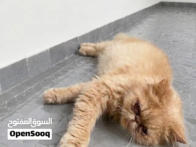 قطة بيرسن للبيع حرة أصلية