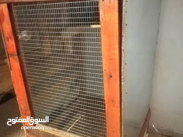 سزنة عصافير خدمة نظيفة