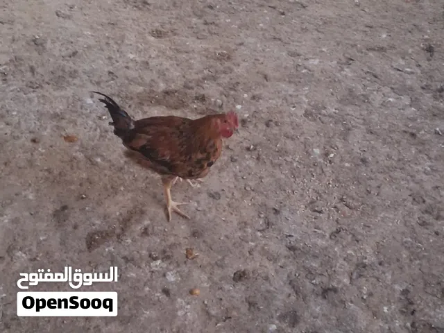 ديوك للبيع