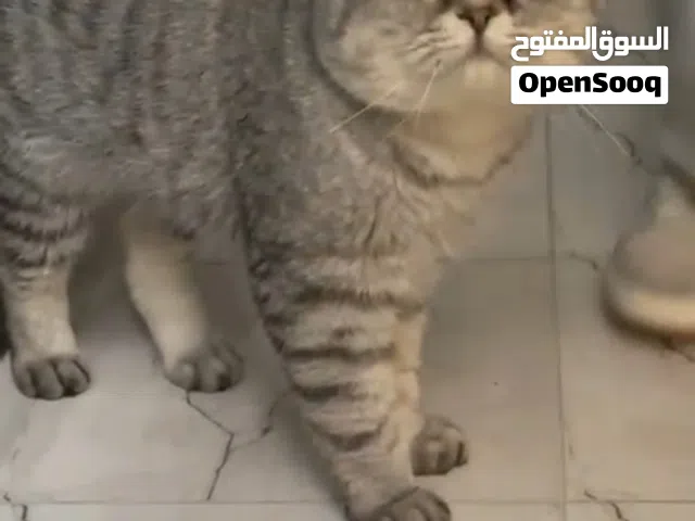 قط ذكر للتبني