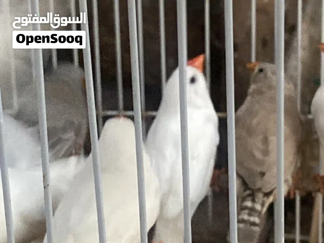 زيبرا للبيع