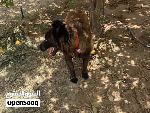 ذكر بيمعنه ذكر مالينوا مضروب علي كستم يلي يبي فحل حجم او لون فرصه