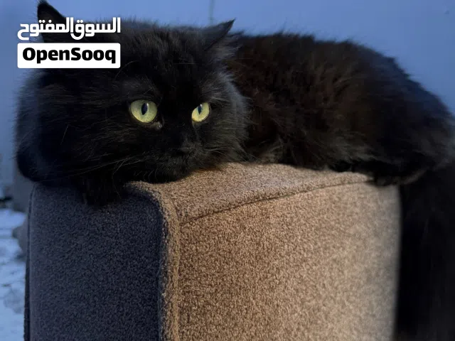 قطه شيرازي عمرها سنتين مع 4 كتنات عمرهم شهر كلهم بميه الف ويه ملحقاتهم لتر بوكس و رمل والعابهم