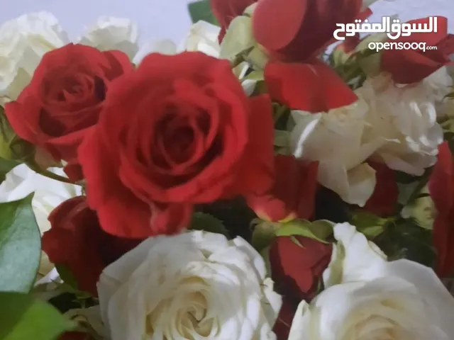 سكر للبيع حصل العرض