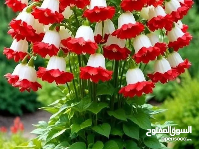 ديوك بلديه للبيع ديك بلدي للبيع