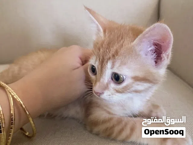 3 قطط عمرها شهرين للتبني