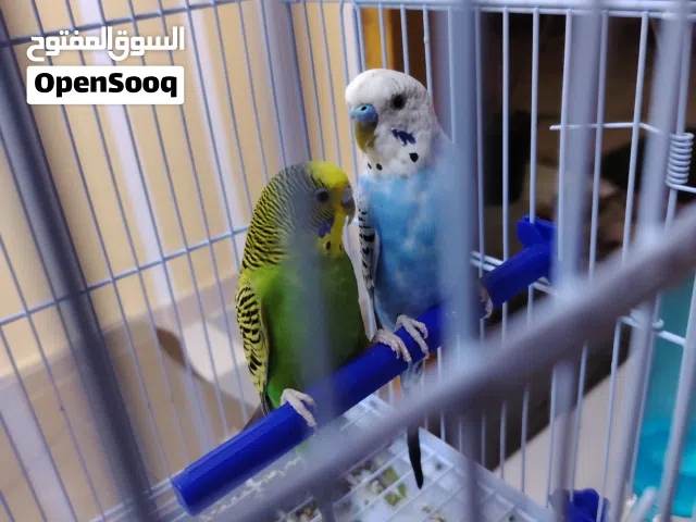 للبيع عصفورين ذكر وانثى مع الاكل الخاص بهم