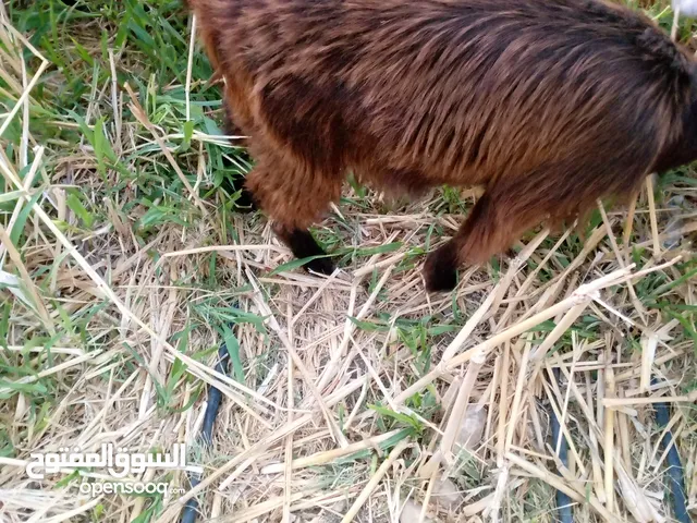 ثلاث جدي وسخله للبيع