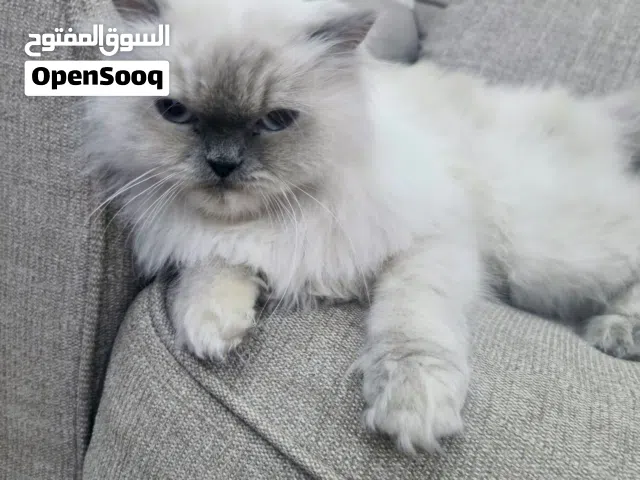 قطط هملايا  أنثى للبيع