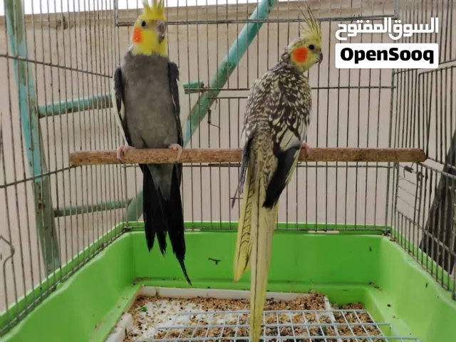 كوكتيل شغاال بايض