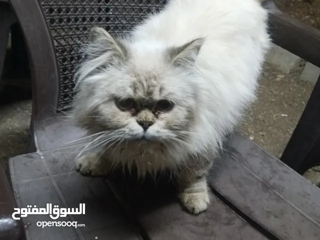 قطه هملايا للبيع