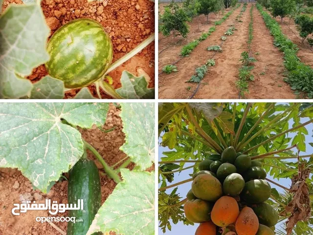 Mixed Use Land for Sale in Misrata Other