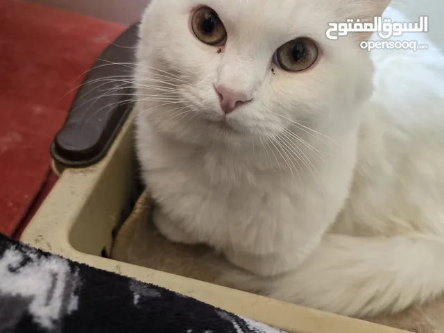 قطط عدد4 انثي وذكر