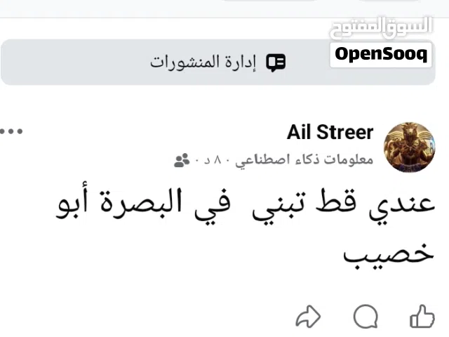 قط شيرازي و هملايا