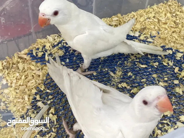 متو للبيع فرخ ابيض البينو