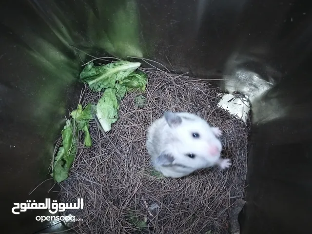 هامستر هندي