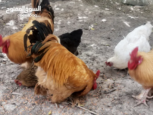 دجـاج براهمه للبيع