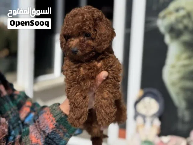 Mini Toy poodle - Tea cup - Xs Puppy's - males and females Mini Size for the DOGS  available Now