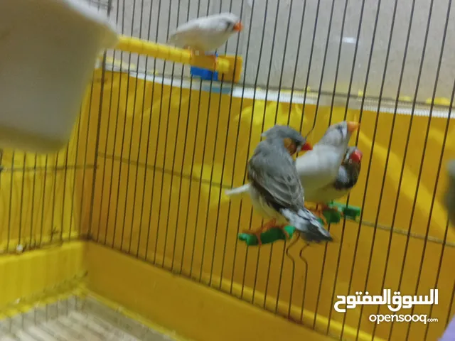 طيور زيبرا