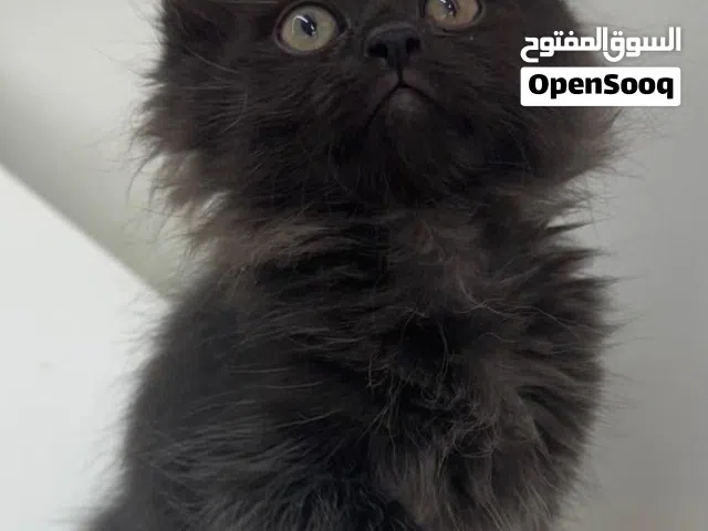 قطط شيرازي شوف الوصف