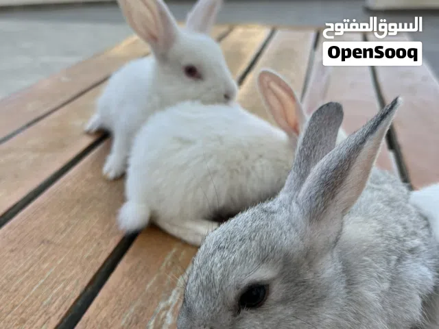 ارانب فرنسي بلدي مبندق بسعر حرق