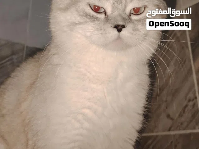 قط سكوتش ذكر للبيع