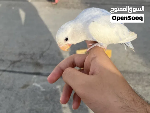 للبيع طير لافبيرد