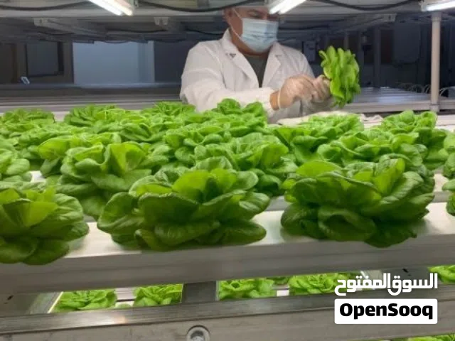 مكتب دراسات – التكوين الزراعي والابتكار في المزارع الحديثة