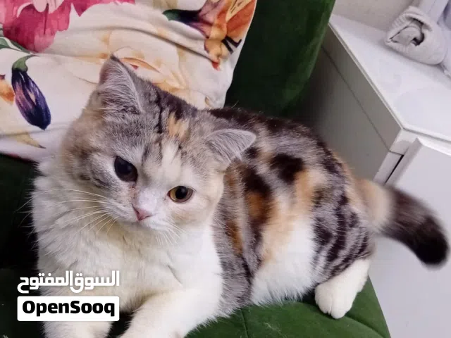 قطة للتبني بسبب السفر مع الأكل تبعها والرمل
