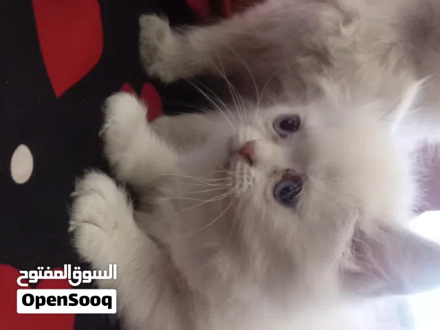 قطط هيمالايا لون ابيض وفي سكني الام والاب ماخذين كل المطاعيم والقطط متعودين ع التر بوكس والدراي فود