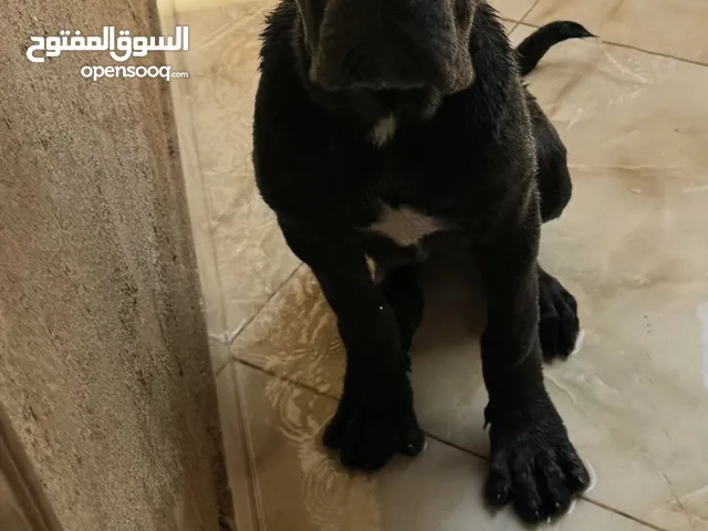 انثى كين كورسو عمر 3 شهور
